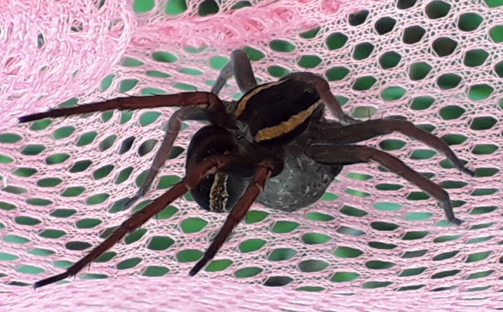 Raft Spider and egg sac2 Copyright: Jon Leech