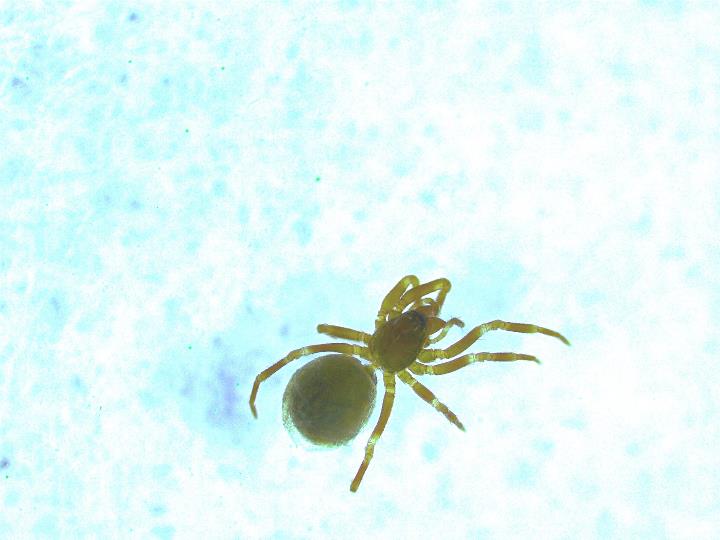 Linyphiid Copyright: Rosalind Shaw