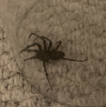 Identify unknown black spider Copyright: Stefano DiSte