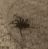 Identify unknown black spider