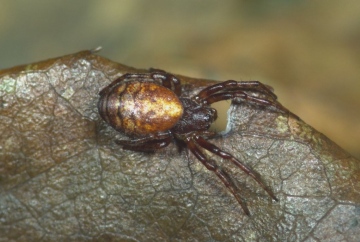 Cercidia prominens female Copyright: Peter Harvey