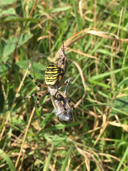 Wasp Spider in Watch Hse field Penlee Point near Cawsand Copyright: David Allan