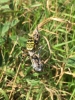Wasp Spider in Watch Hse field Penlee Point near Cawsand