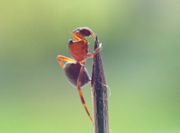 Lasaeola prona male Copyright: Tylan Berry