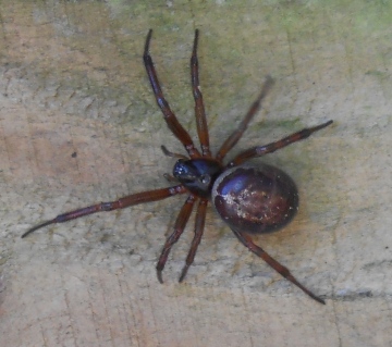 Is this a False widow spider Copyright: Tracey Mackwell