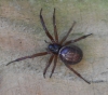 Is this a False widow spider