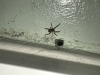 Bedroom Spider