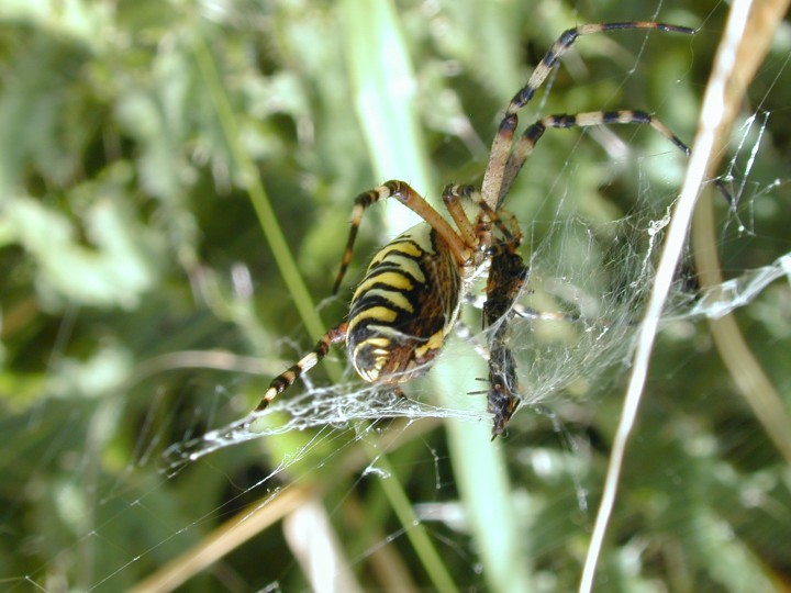 Argiope bruennichi - lateral Copyright: Roland Ramsdale