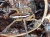 2020 Feb 23 Crowthorne South fen spider