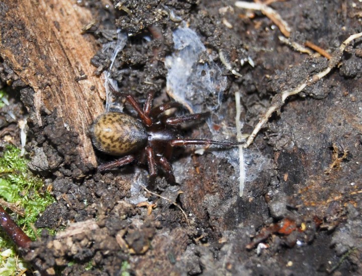 Coelotes atropos - Tube web spider Copyright: Stephen Groom