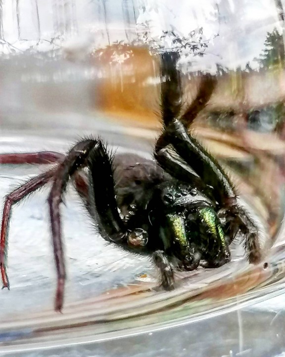 Segestria Florentina or Tube Spider Copyright: Ellie Russell