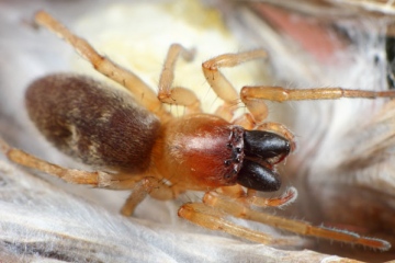 Clubiona phragmitis female Copyright: Lars Bruun