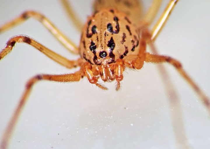 Spitting Spider (Scytodes thoracica) June-2014 IV Copyright: Martin Cooper