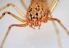 Spitting Spider (Scytodes thoracica) June-2014 IV