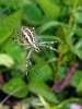 Wasp Spider Underside August 2019