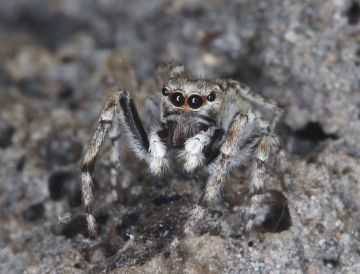 Sitticus distinguendus male Copyright: Peter Harvey