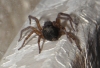 Maybe a steatoda nobilis 2