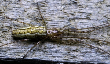 My Tetragnatha extensa Copyright: Sandy Morrison