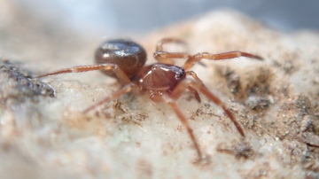 Robertus arundineti female Copyright: Tylan Berry