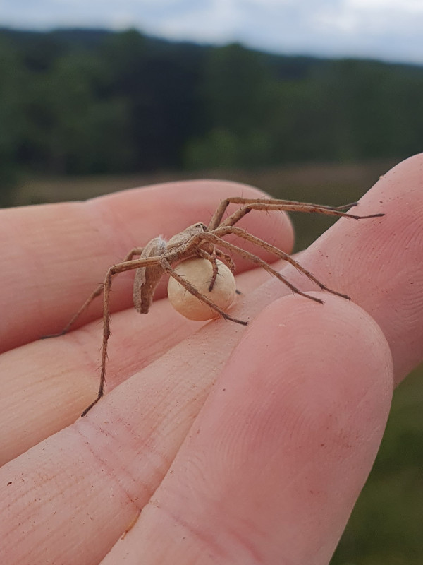 Pisaura mirabilis egg sac2 Copyright: Vicky Gilson