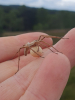 Pisaura mirabilis egg sac2