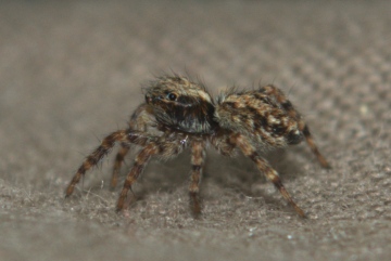 Pseudeuophrys lanigera 2 Copyright: Richard McMellon