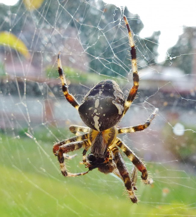 Garden Spider eating prey (Cranefly) Copyright: Kevin Lea