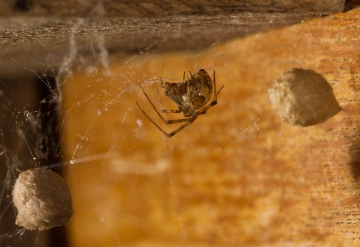 Achaearanea tepidariorum female with egg sacs in greenhouse Copyright: Evan Jones