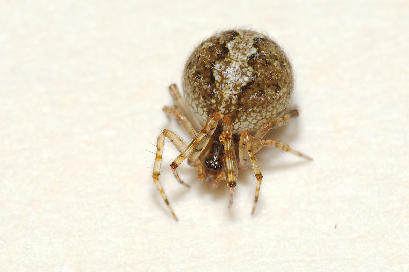 Female Theridion mystaceum Copyright: Esmond Brown