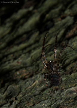 Metellina merianae 2 Copyright: Richard McMellon