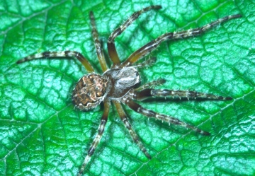 Larinioides patagiatus female Copyright: Peter Harvey