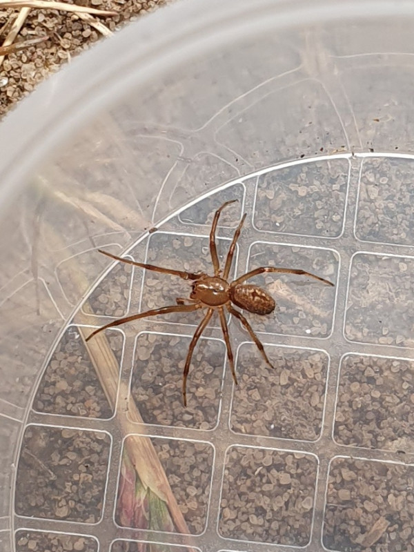 Enoplognatha mordax North Norfolk Copyright: Vicky Gilson