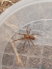 Enoplognatha mordax North Norfolk