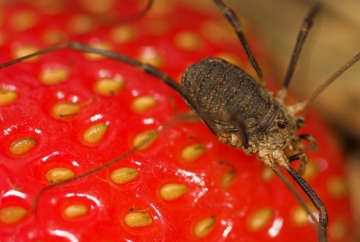 Phalangium opilio Female Copyright: Paul Richards