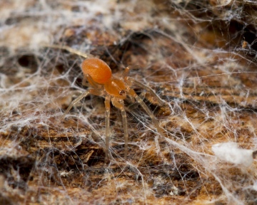 Oonops domesticus in web of Amaurobius under bark. Copyright: Evan Jones