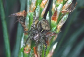 Araneus sturmi Copyright: Peter Harvey