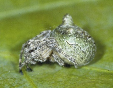 Gibbaranea gibbosa Copyright: Peter Harvey