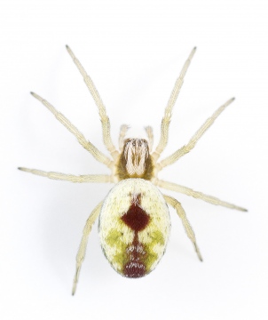 Nigma puella female on white Copyright: Evan Jones