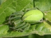 Micrommata virescens female close-up
