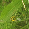 Wasp Spider Harrold Aug 2023