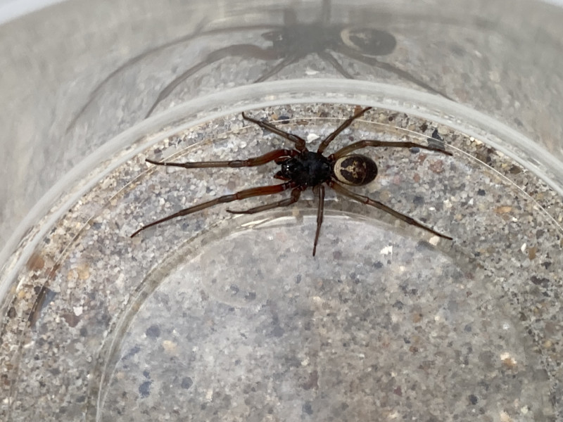 Steatoda nobilis suspected case Copyright: David Jennings