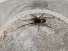 Steatoda nobilis suspected case