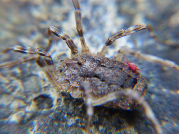 Odiellus spinosus with mite Copyright: Meg Skinner