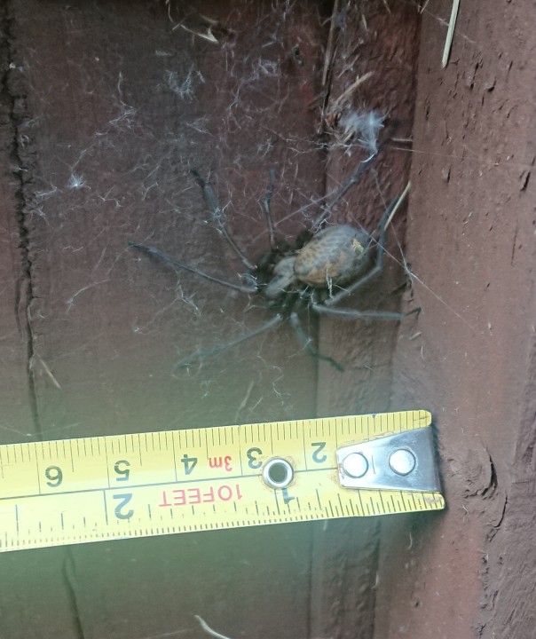 Spider identification help Copyright: Rhys Morgans
