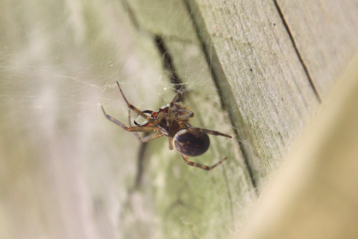 is it Steatoda Copyright: Paul Gymer