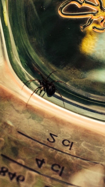 Not False Widow found in compost bin Copyright: Christopher Hodge