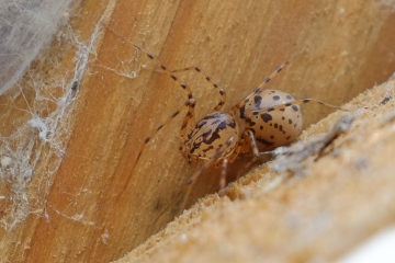 Scytodes thoracica (spitting spider) Copyright: Greg Hitchcock