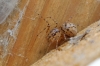 Scytodes thoracica (spitting spider)