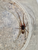 Noble false widow spider (confirmed)