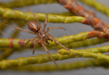 Enoplognatha caricis adult male 2 Copyright: Tone Killick